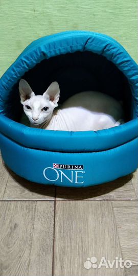 Столик, лежанка, гамак, миска