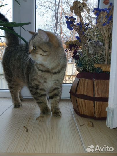 Предлагается для вязки