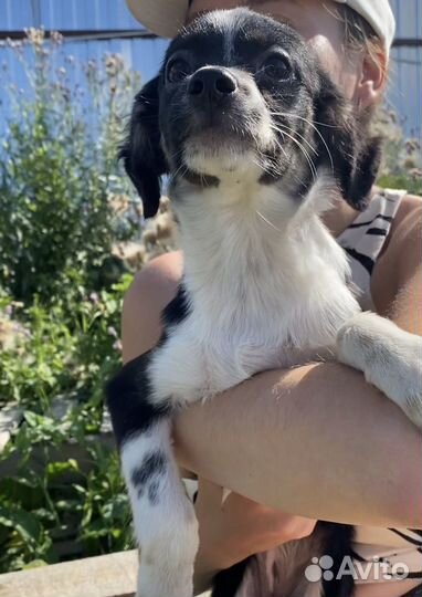 Щенок в добрые руки