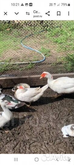 Семья индоуток