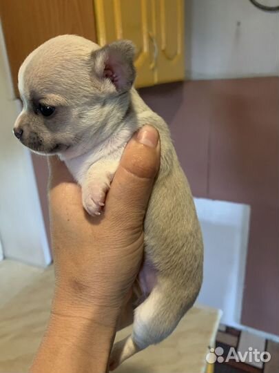 Собаки чихуахуа мини