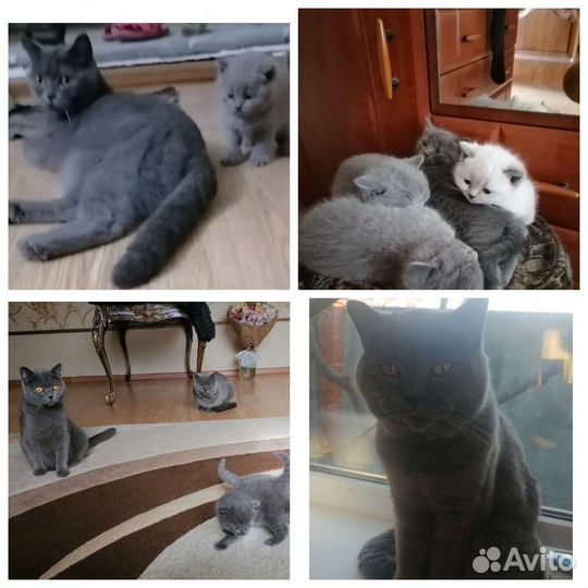 Британская