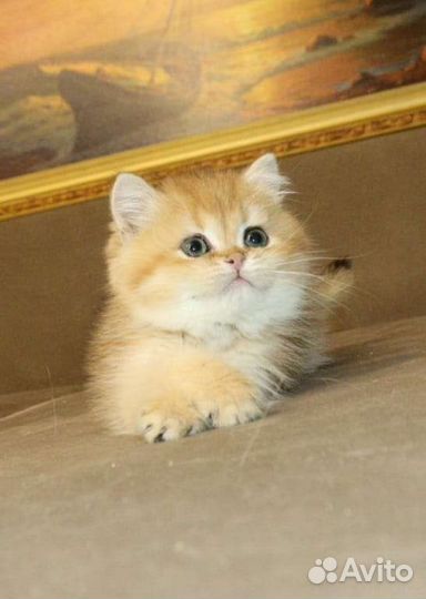 Продаётся Золотой котик