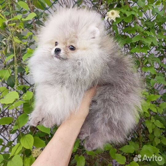 Померанский шпиц мини