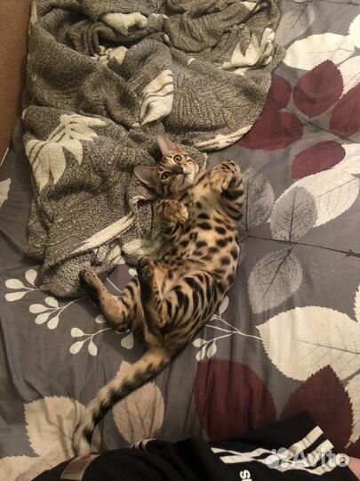 Бенгальский кот