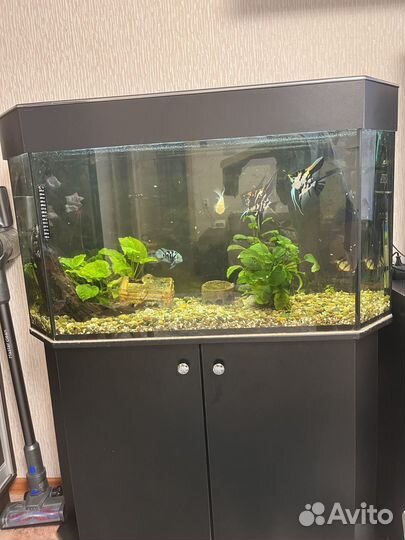 Аквариум с тумбой 150 литров