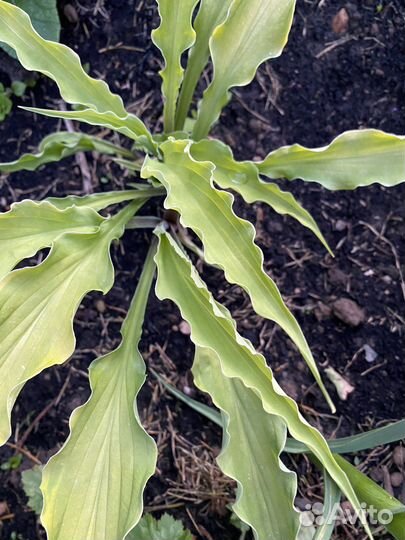 Многолетники