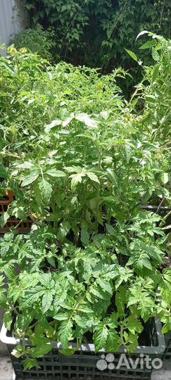 Рассада помидор