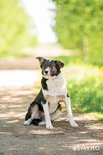 Собака в добрые руки