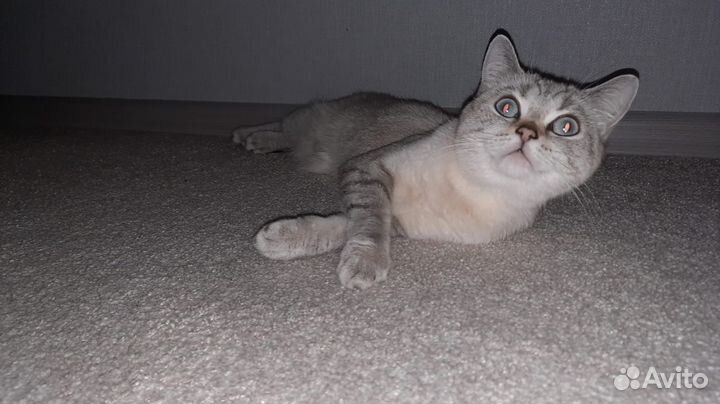 Британская мраморная шиншилла кошка