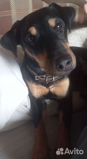 Компаньон в охоте