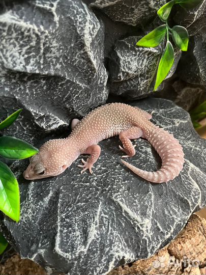 Эублефар с террариумом