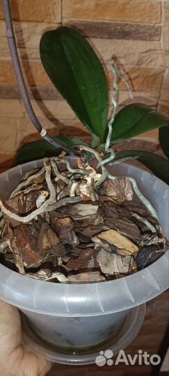 Домашняя Орхидея фаленопсис