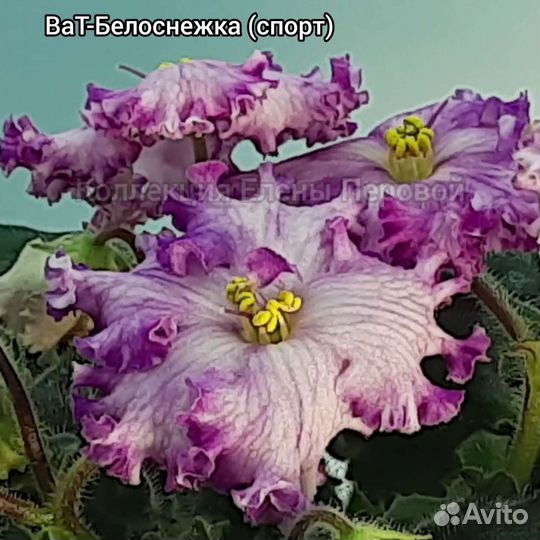 Сортовые фиалки