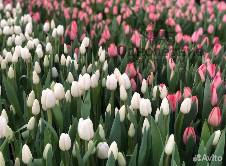 Тюльпаны от производителя