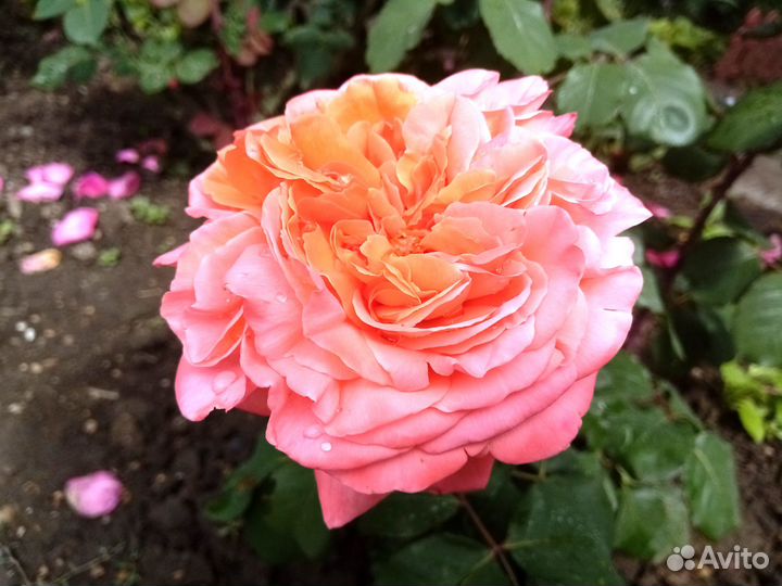 Кустовые розы саженцы