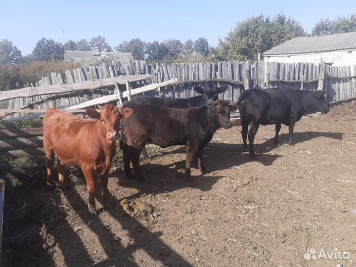 Коровы и телочки