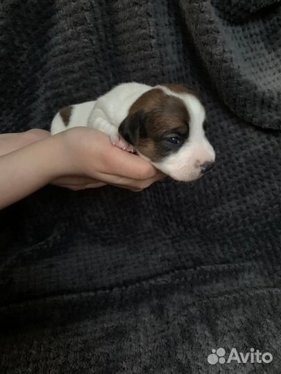 Джек Рассел терьер