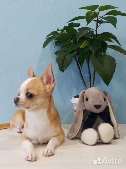 Кобель Чихуахуа вязка