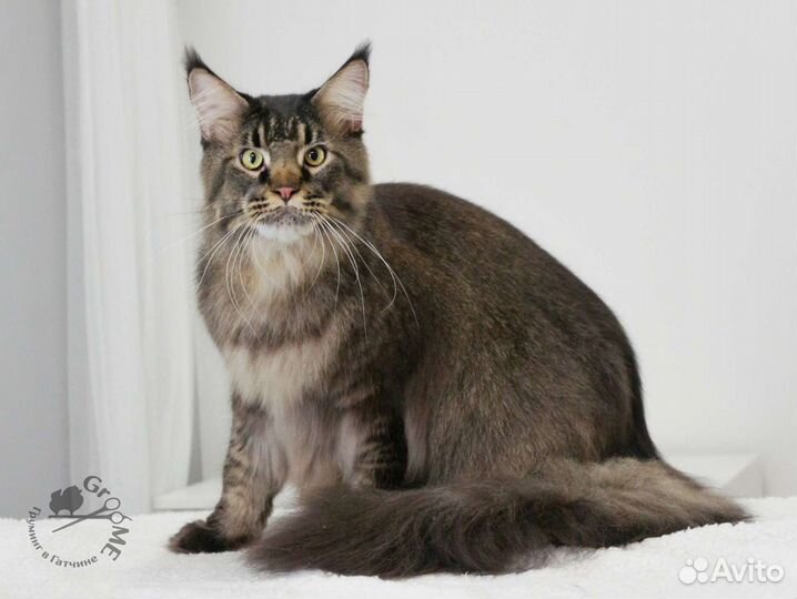 Стрижка собак и кошек