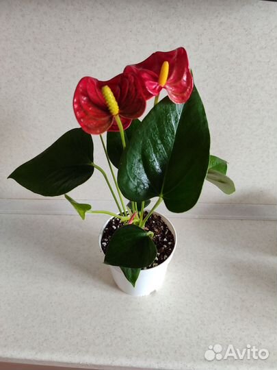 Антуриум красный