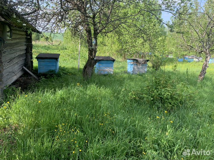 Пасека 35 ульев 4 с пчелами остальные пустые