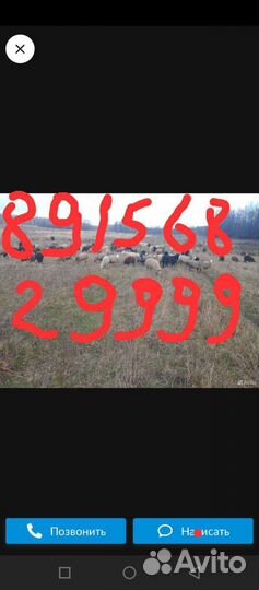 Овцы бараны