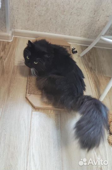 Пушистый красавец Филимон