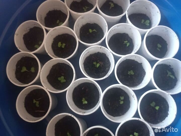 Рассада капусты