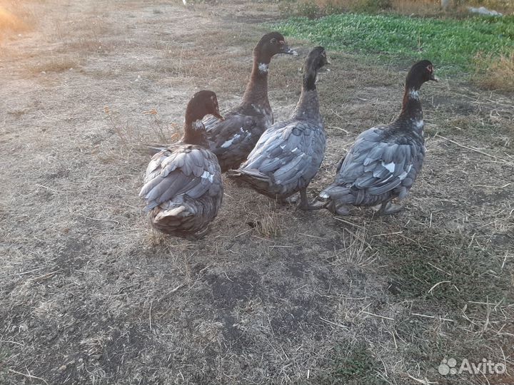 Индоутоки тяжелой линии