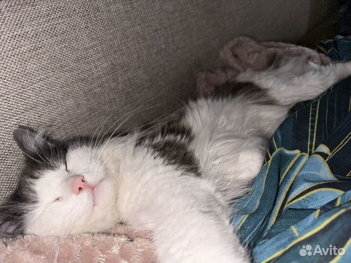 Кот бесплатно