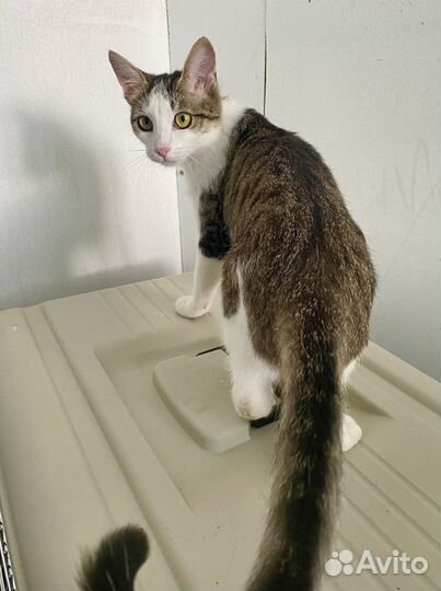 Кошка 11 мес