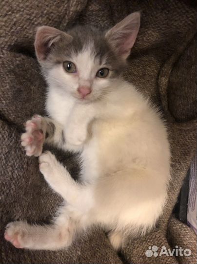 Котенок девочка