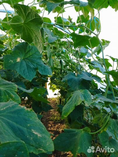 Огурцы свежие домашние