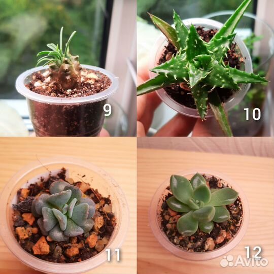 Суккуленты (Обновлено 17.09)