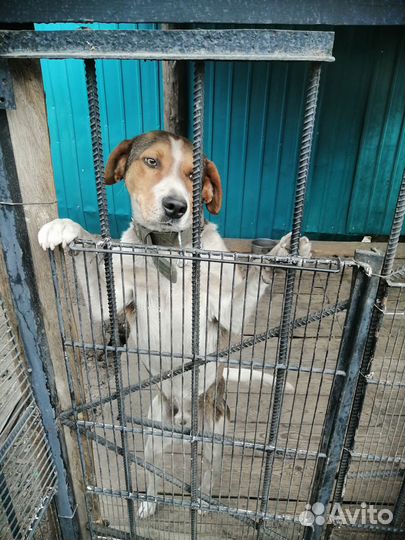 Щенки русской пегой гончей