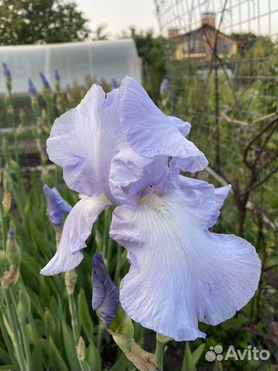 Ирис бородатый