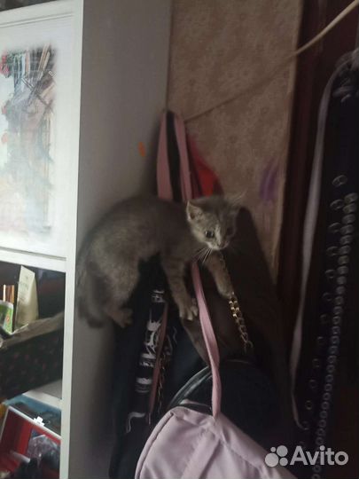 Кошка в дар бесплатно