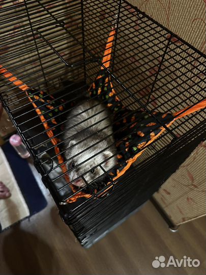 Домашний хорек барнаул