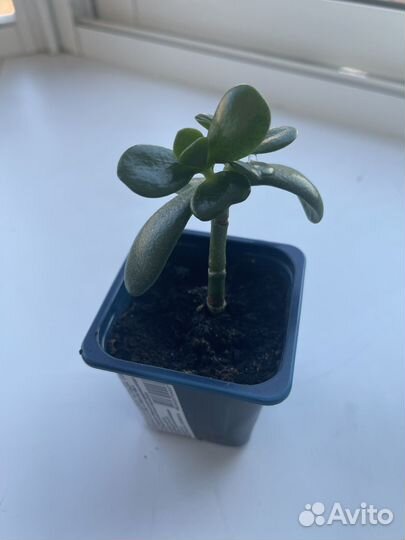 Толстянка - денежное дерево