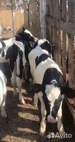 Телята бычки на откорм, доставка бесплатно
