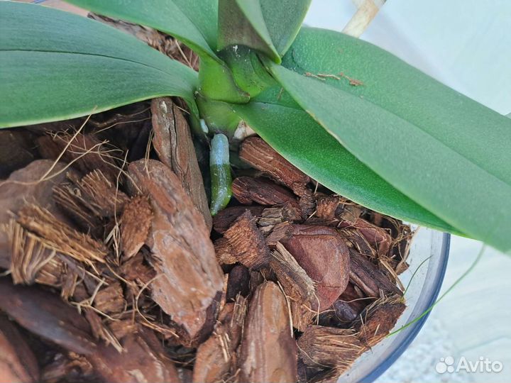 Орхидея Untold Stories