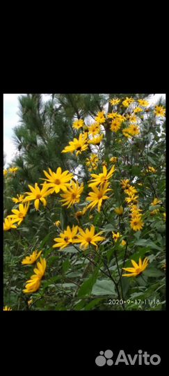 Топинамбур