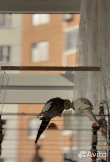 Передержка собак/грызунов/птиц