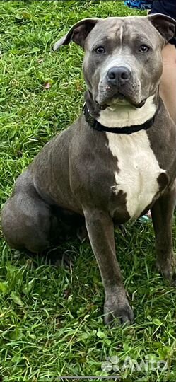 Стаффордширский терьер вязка (кобель )