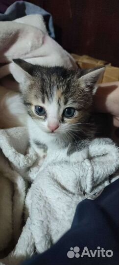 Кошка в дар бесплатно