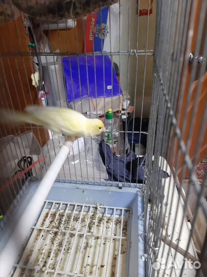 Кенара и канарейки