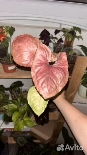 Сингониум, филодендрон, алоказия одора батик