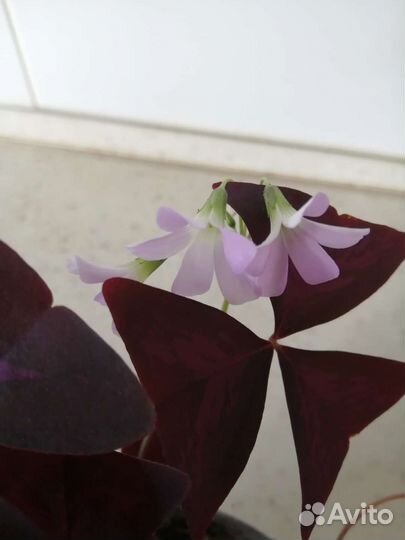 Кислица оксалис бабочки комнатное растение