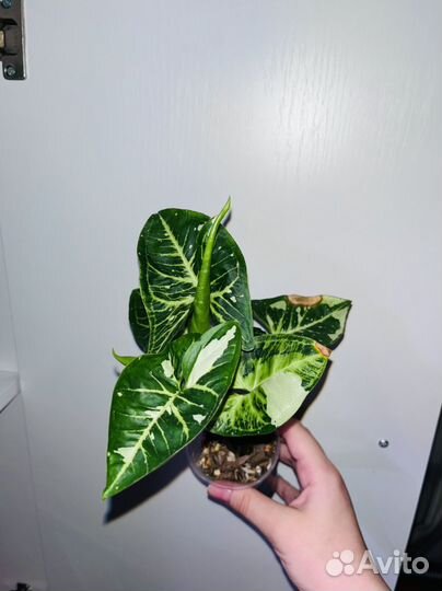 Комнатные растния